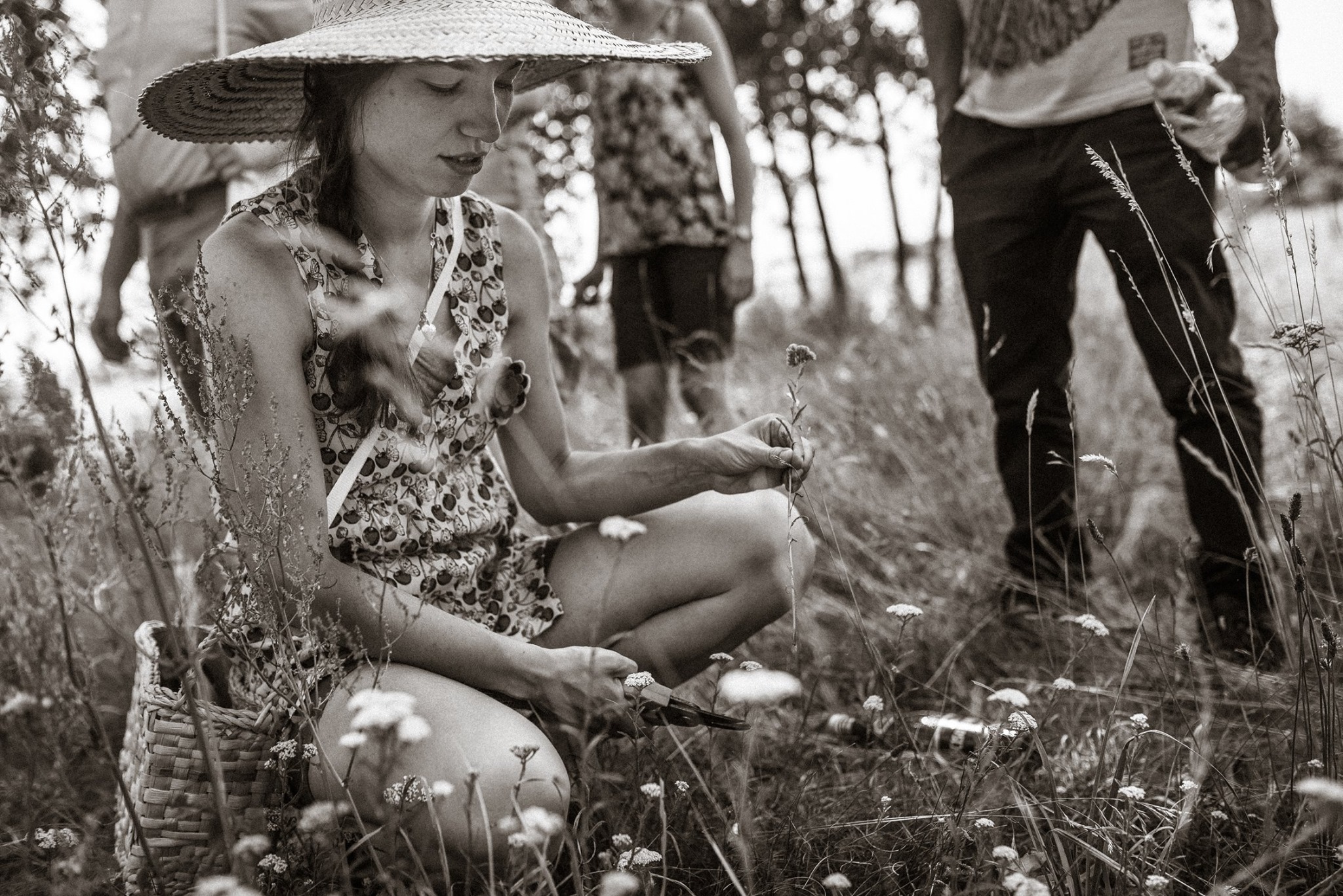 Na zdjęciu Joanna Sucholas, biolożka. Zdjęcie czarno-białe. Młoda kobieta we wzorzystej bluzce i krótkich spodenkach, w dużym słomianym kapeluszu kuca na łące i obcina sekatorem roślinę. W tle widzimy nogi innych zgromadzonych osób.