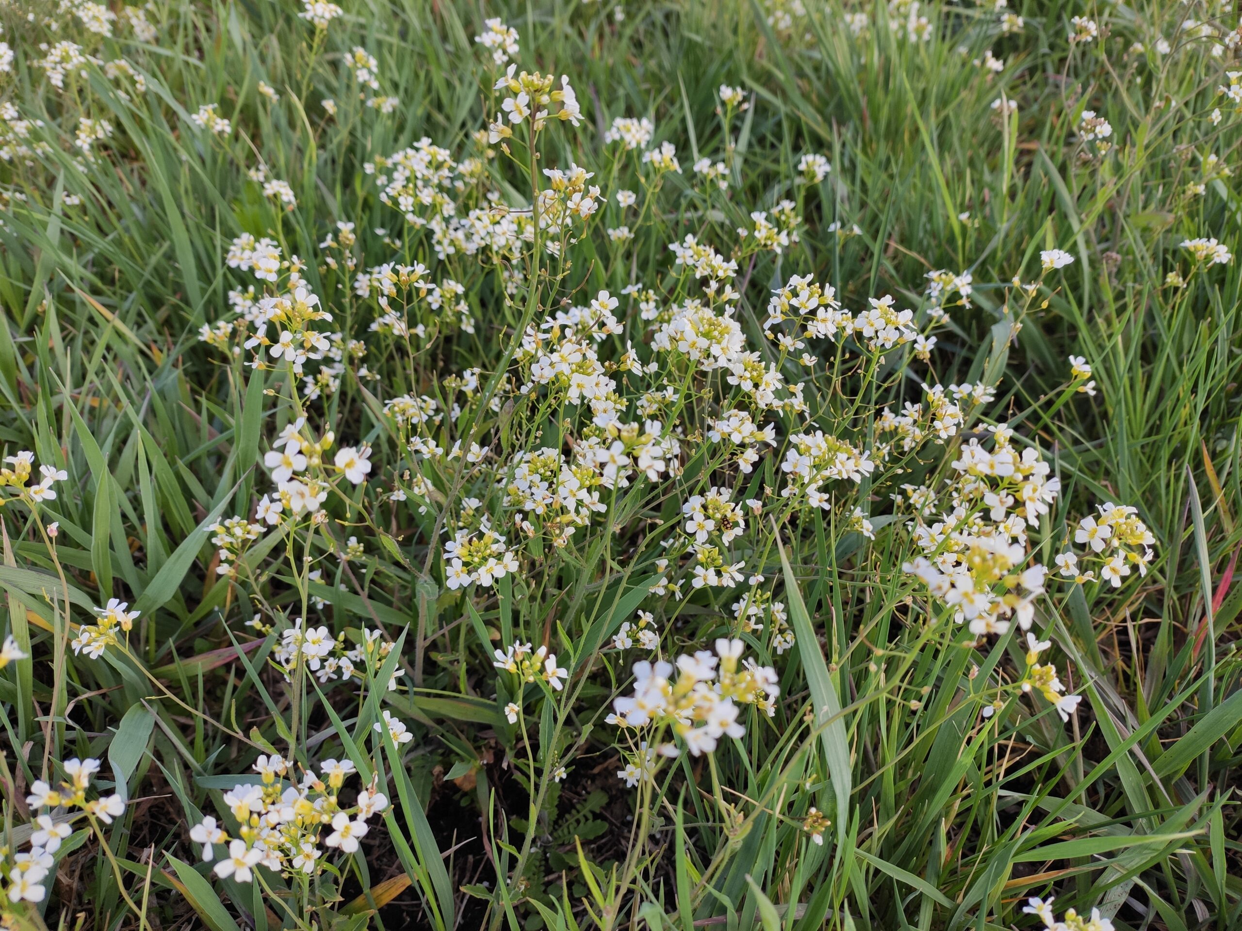Z niskiej trawy wyłaniają się drobne białe kwiatostany rzeżuchy łąkowej.