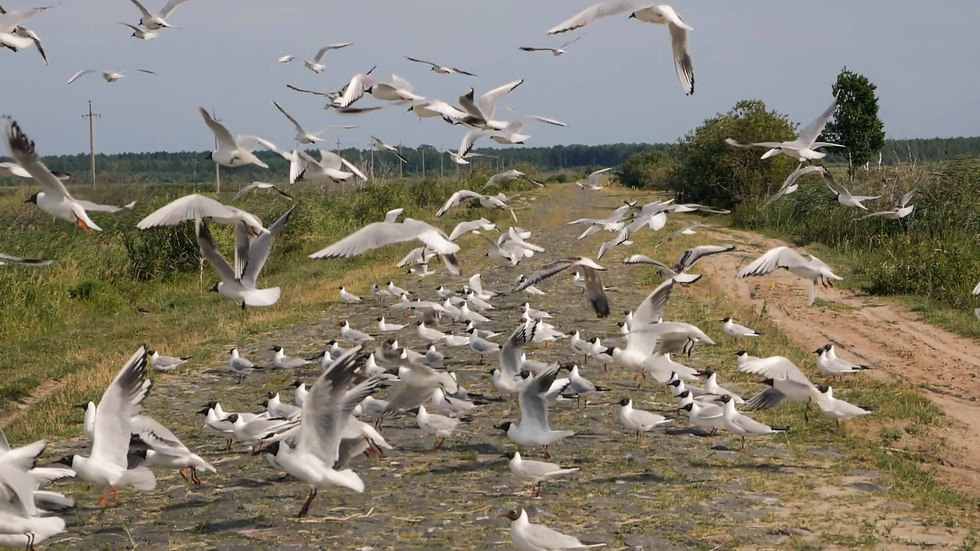 Mewy latające nad drogą.